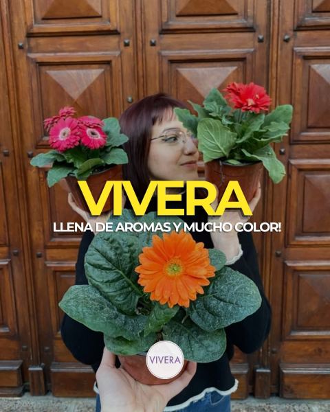 Plantas con flores y hojas de colores en maceta