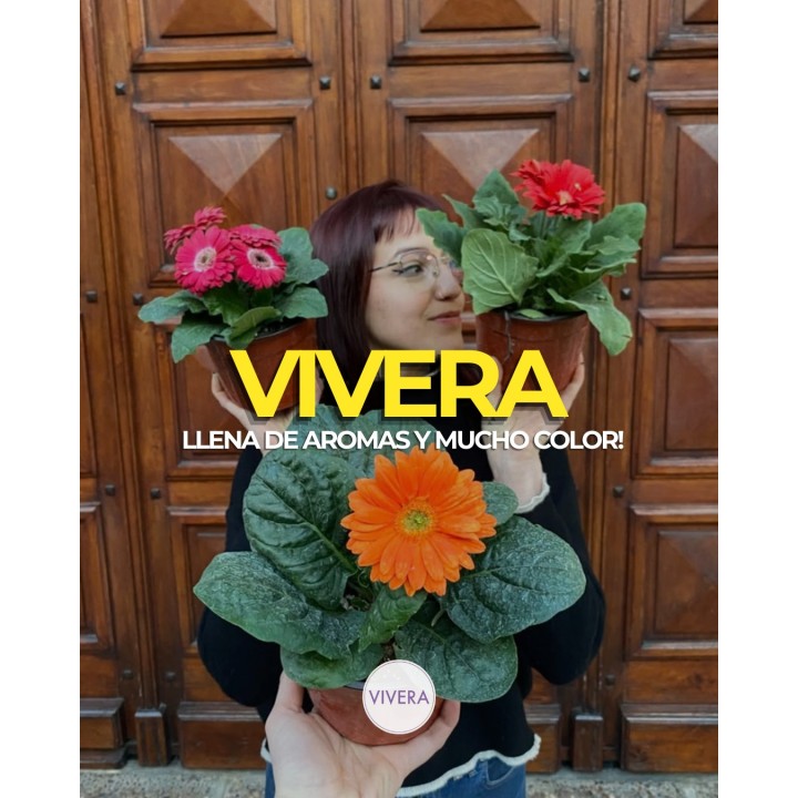 Plantas con flores y hojas de colores en maceta