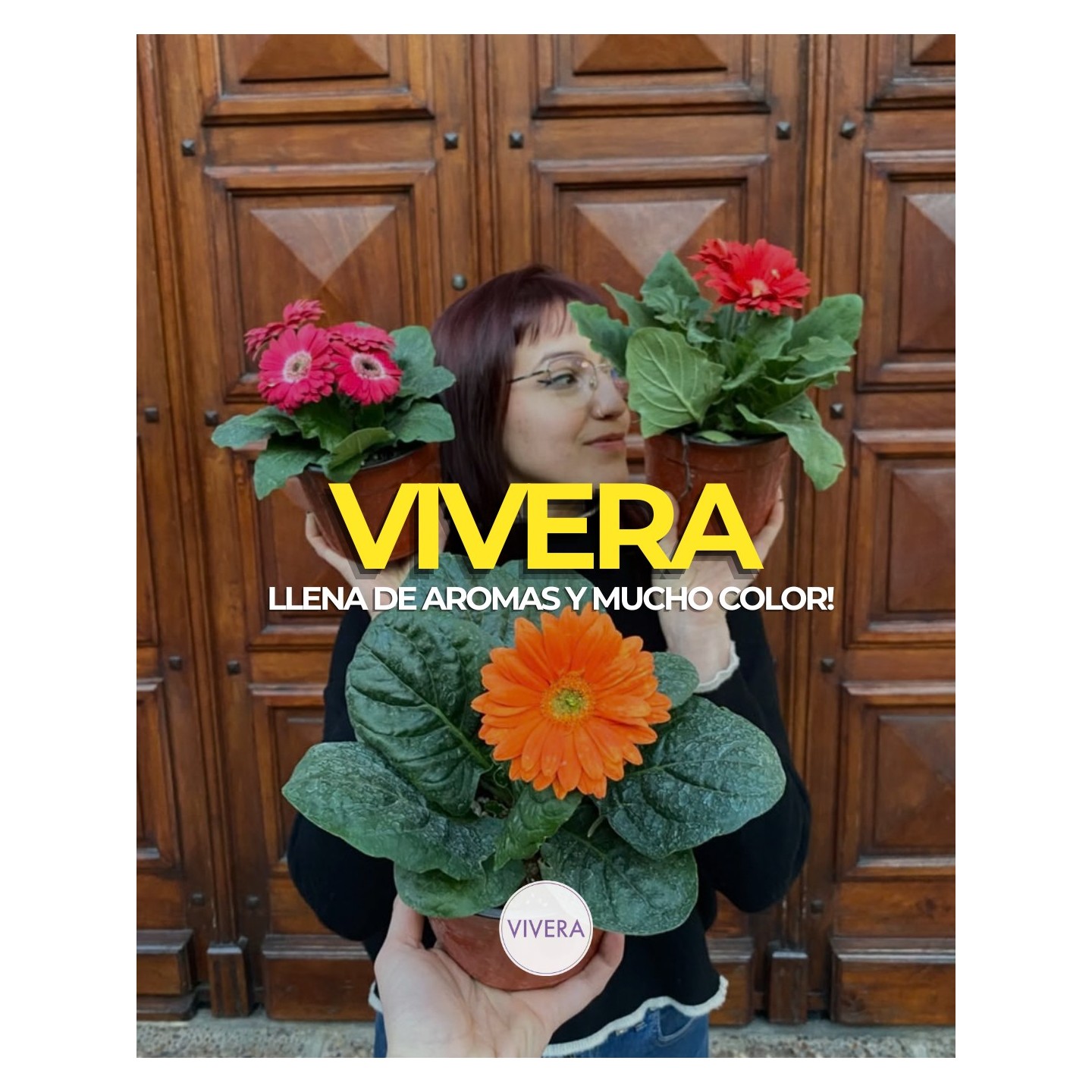 Plantas con flores y hojas de colores en maceta