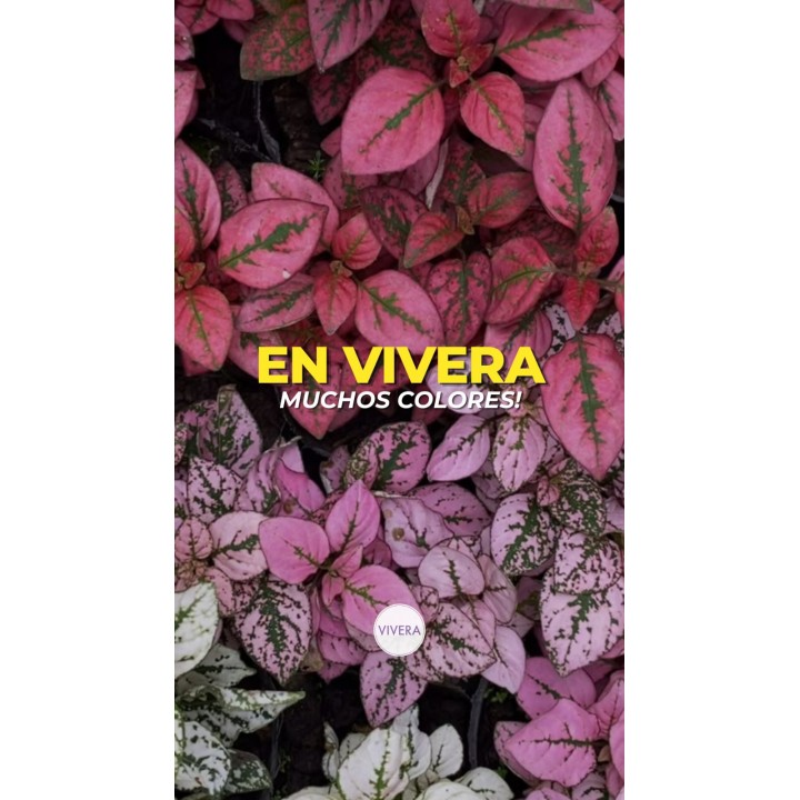 Plantas con flores y hojas de colores en maceta