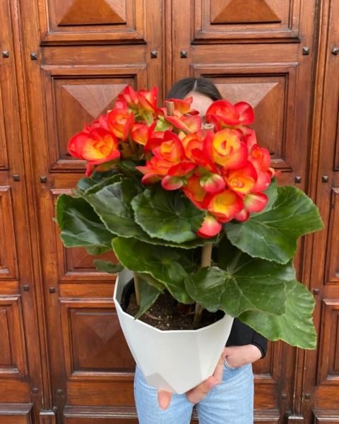 Begonia Elatior