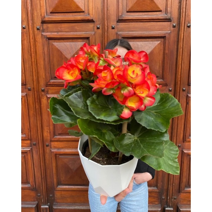 Begonia Elatior