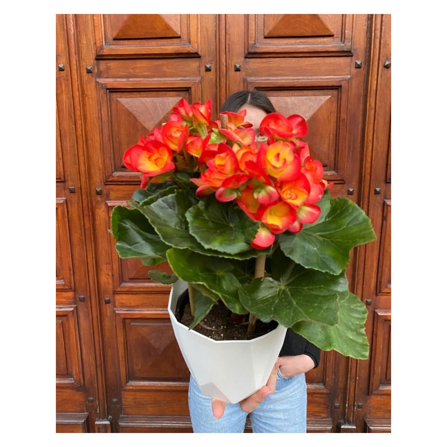Begonia Elatior
