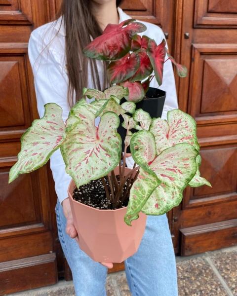 Caladium