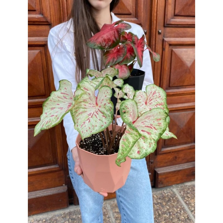 Caladium