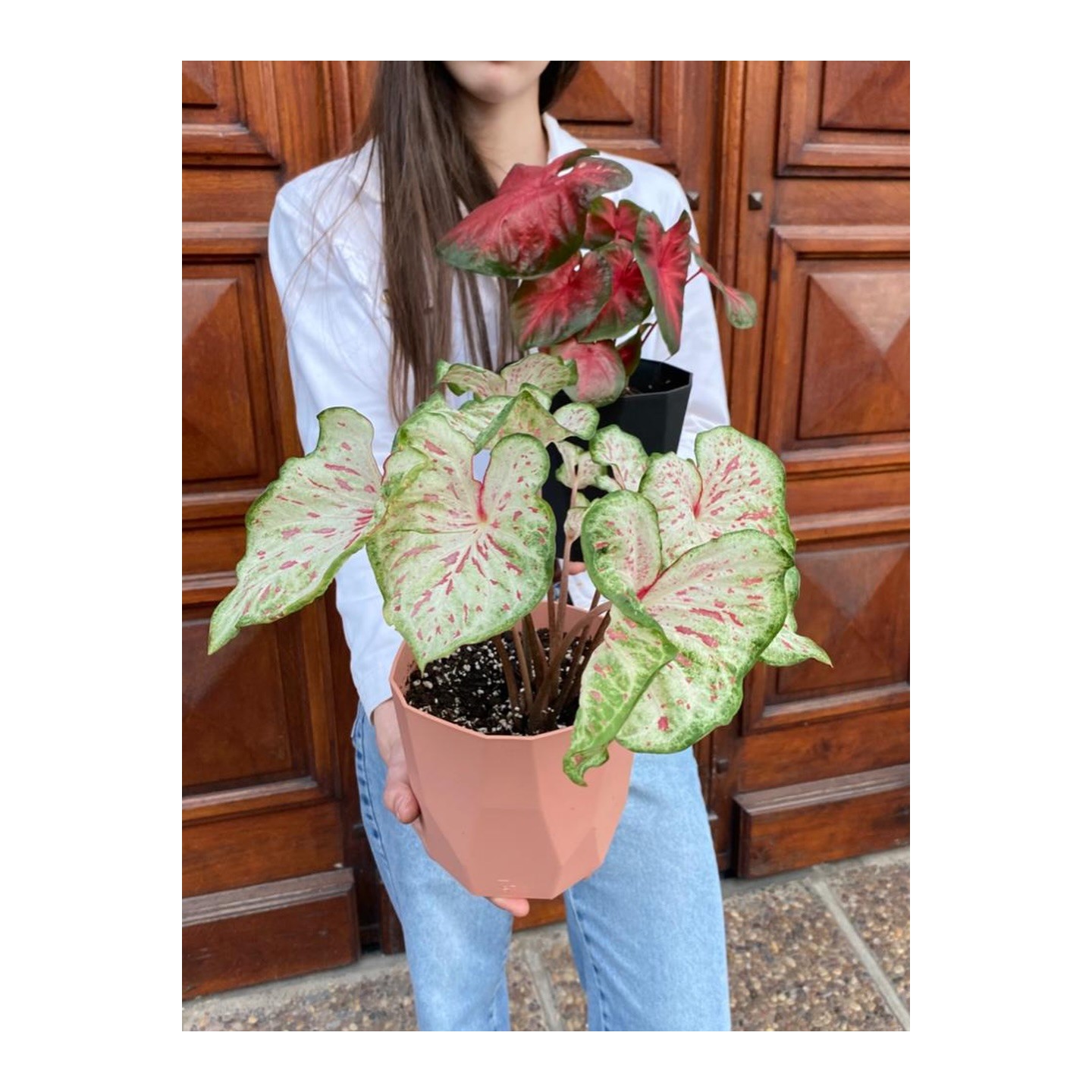Caladium