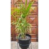 Palmera Palmito