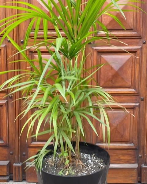 Palmera Palmito