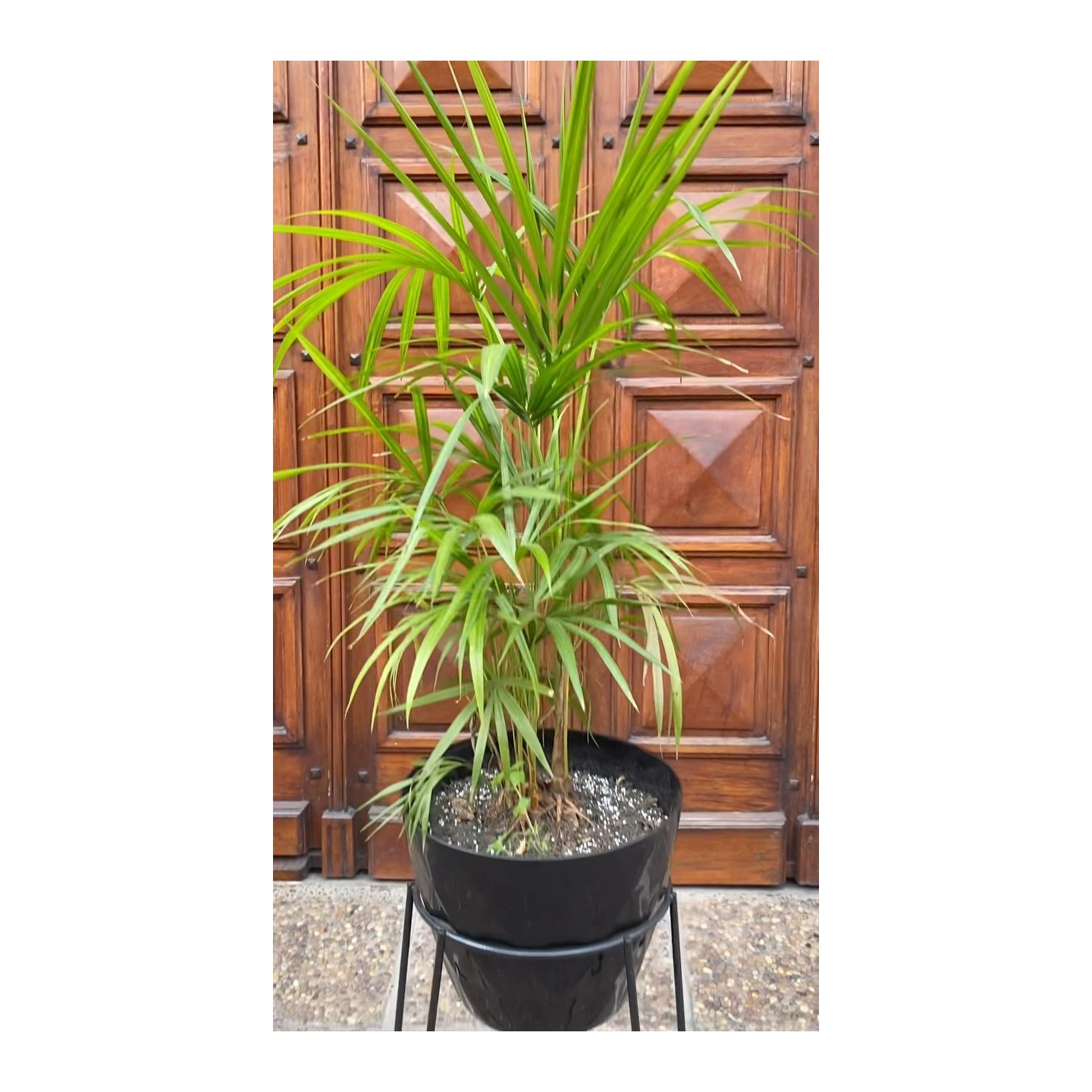 Palmera Palmito
