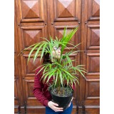 Palmera Palmito