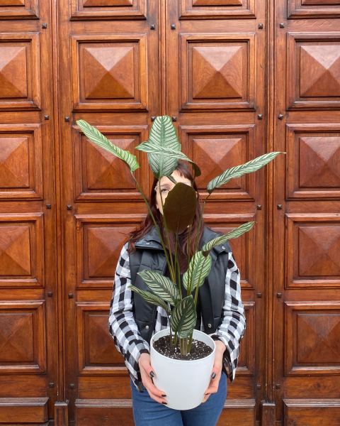 Calathea Milrayas