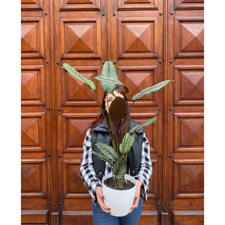 Calathea Milrayas