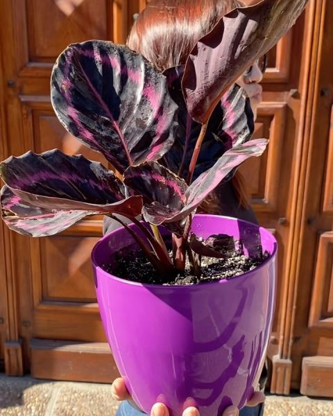 Calathea Roseopicta