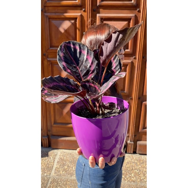 Calathea Roseopicta