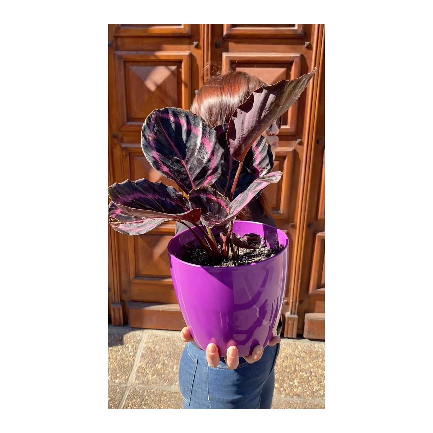 Calathea Roseopicta