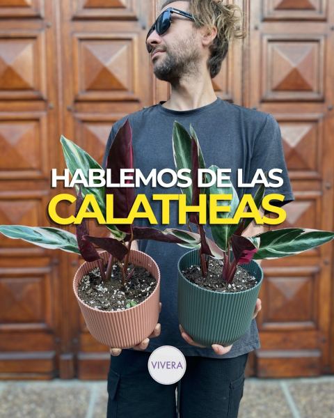 Calatheas