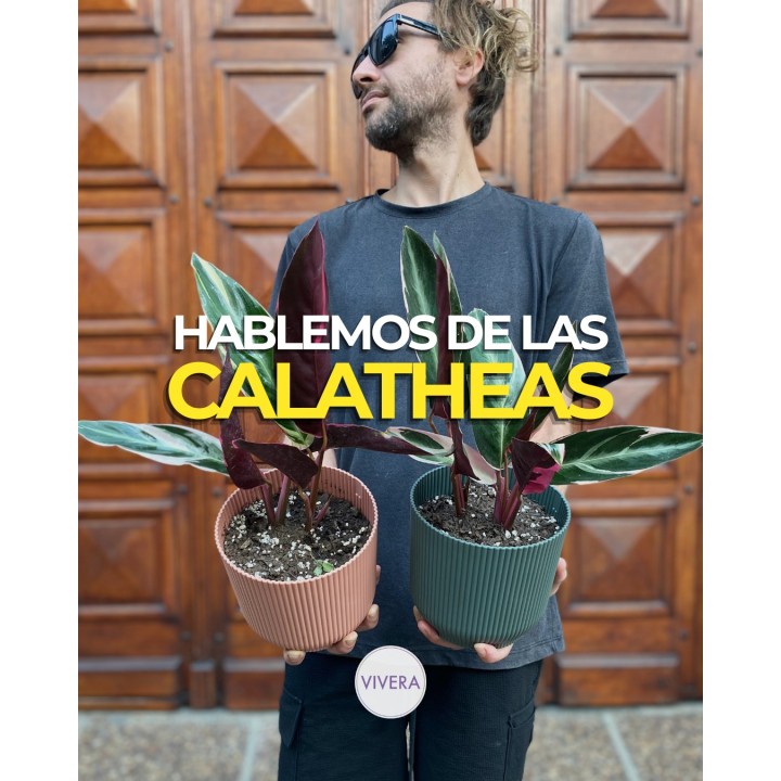Calatheas