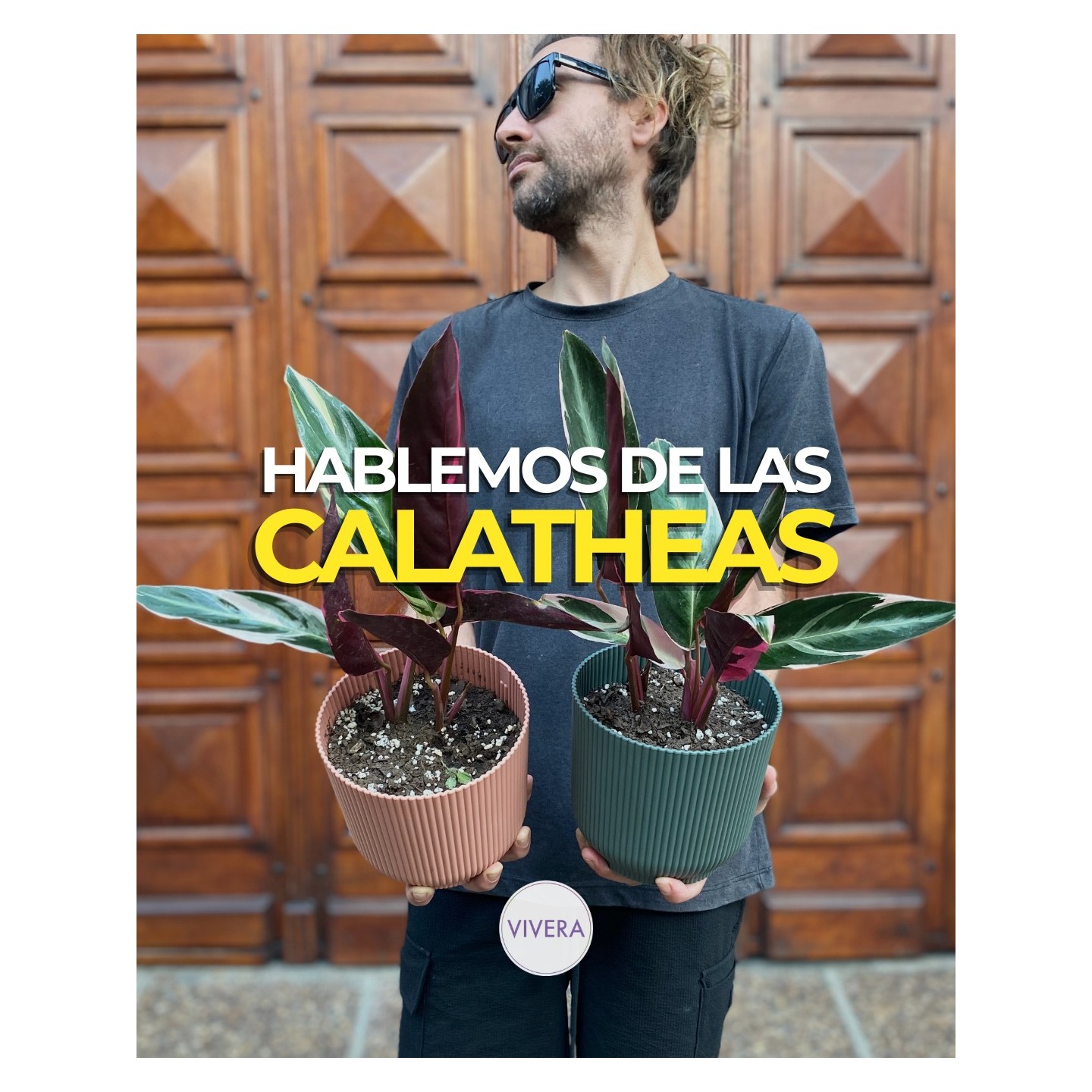 Calatheas