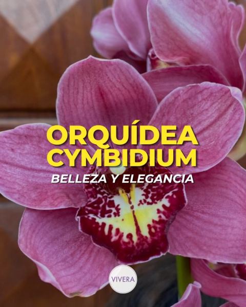 Orquídea Cymbidium