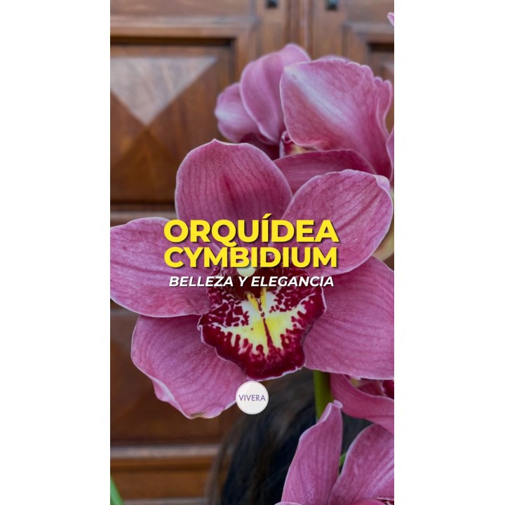 Orquídea Cymbidium