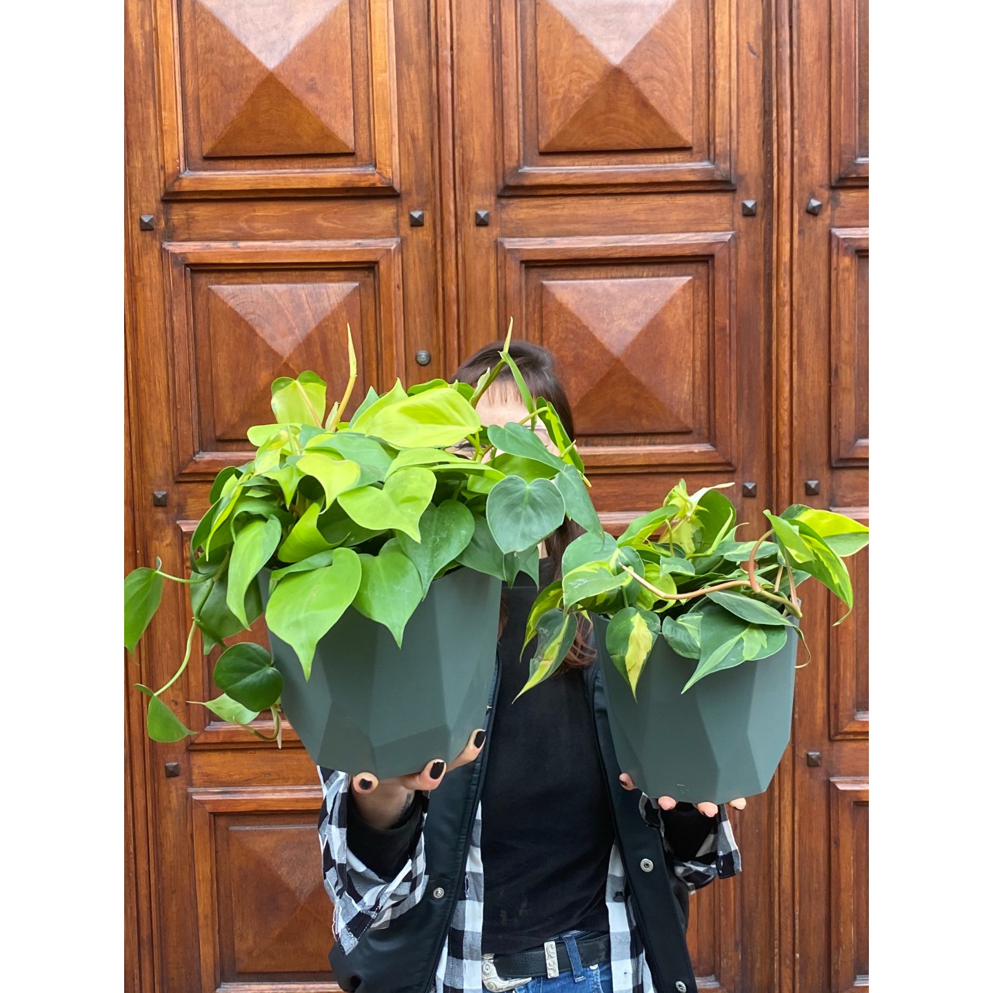 Cordatum Brasilero