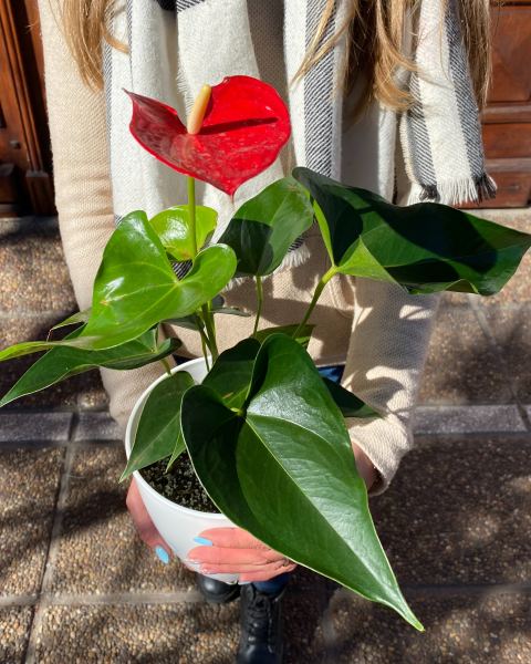 Anthurium rojo y negro