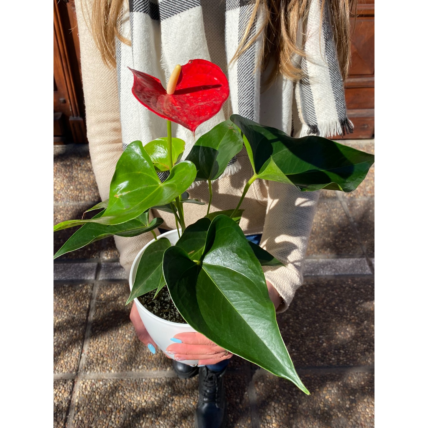Anthurium rojo y negro