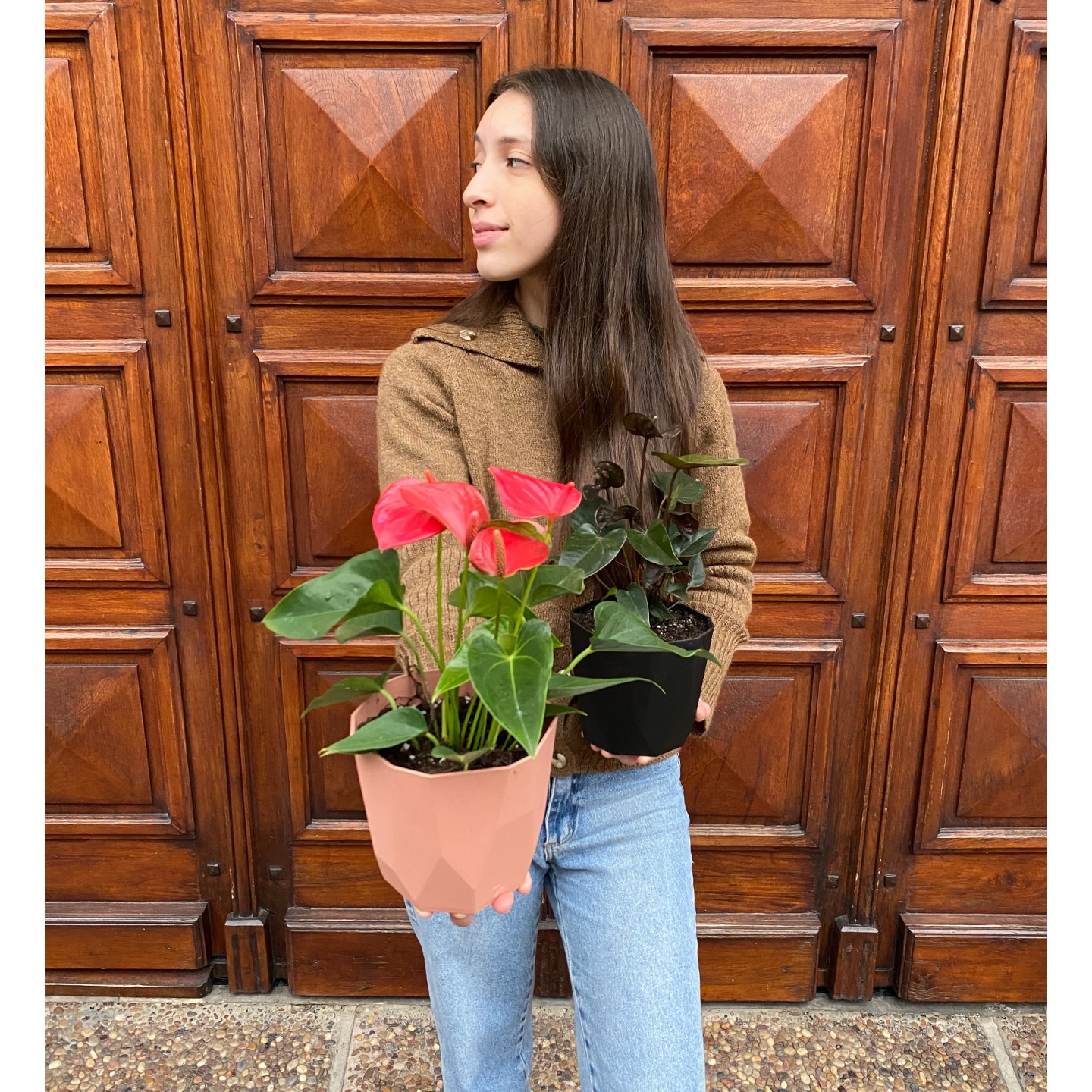Anthurium rojo y negro