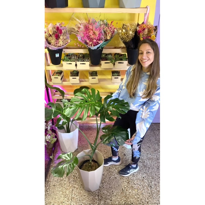 Monstera Deliciosa con maceta facetada piramidal