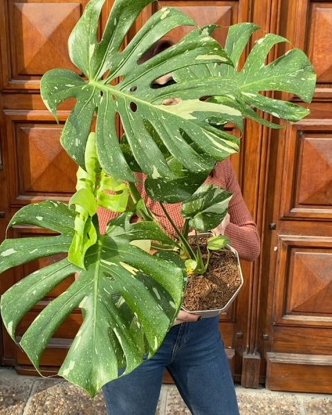 Monstera variegada