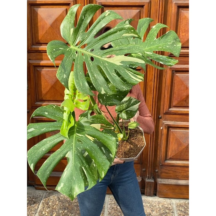Monstera variegada