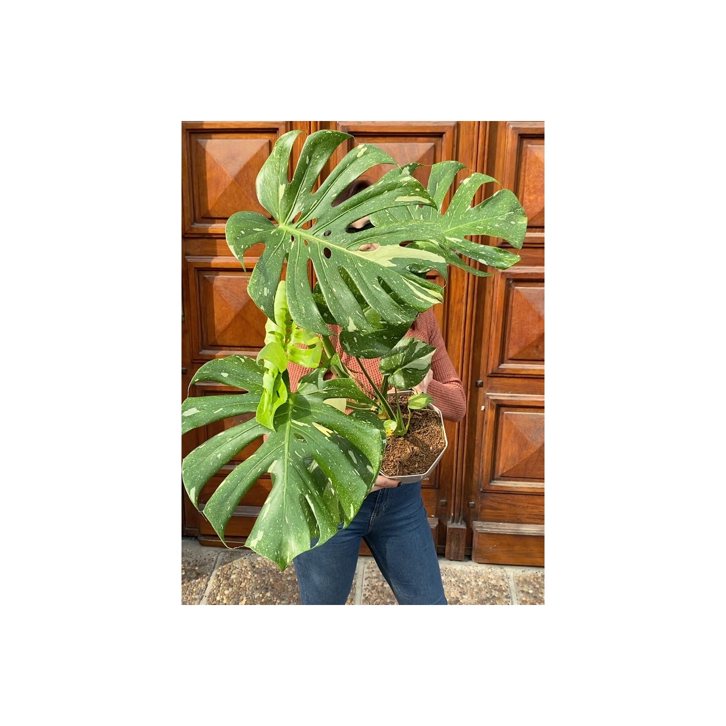 Monstera variegada