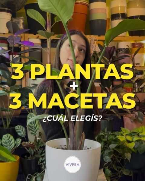 Plantas grandes con macetas de diseño
