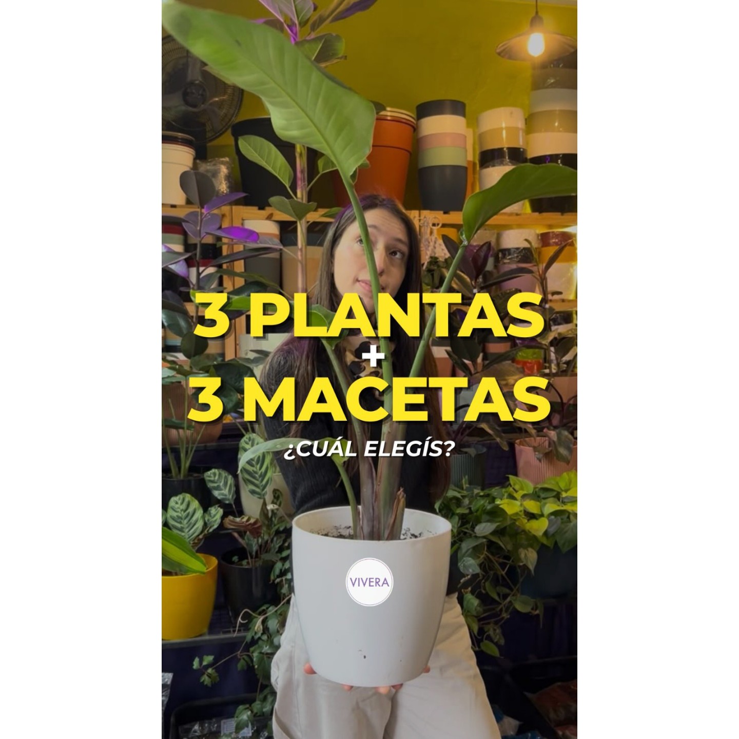 Plantas grandes con macetas de diseño