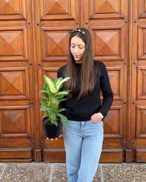 Dieffenbachia Mariana