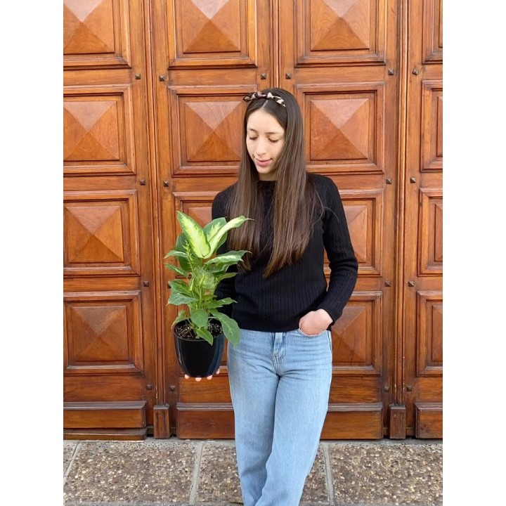 Dieffenbachia Mariana