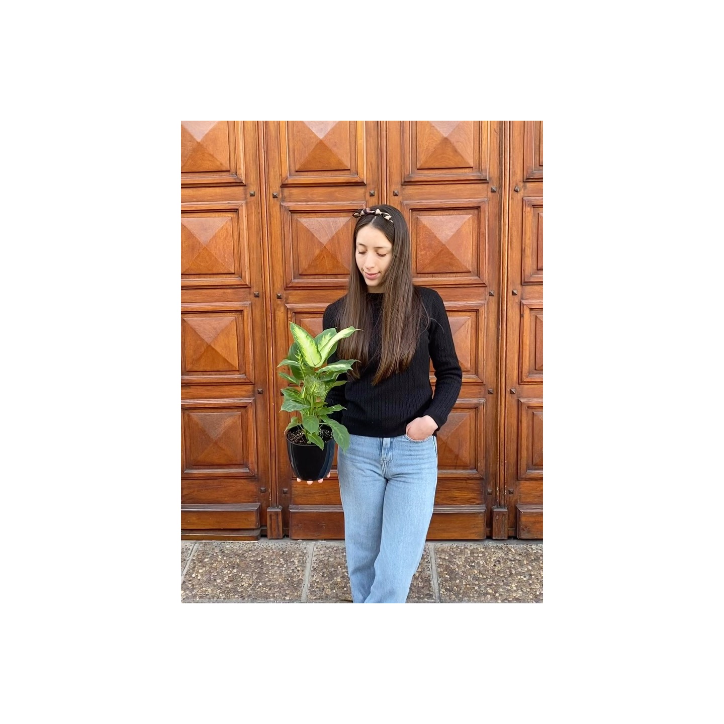 Dieffenbachia Mariana
