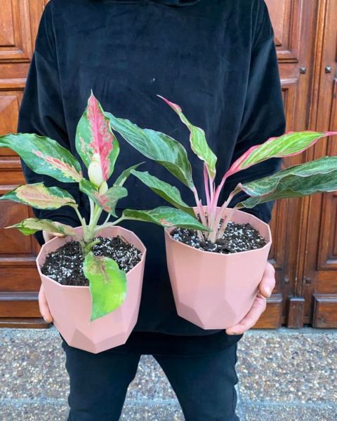 Aglaonema Pink
