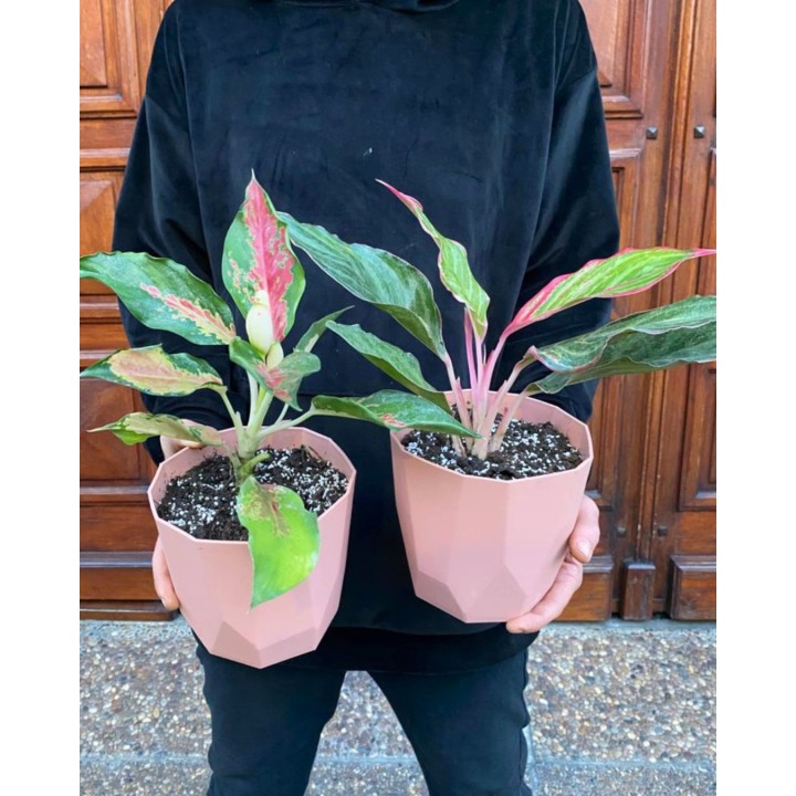 Aglaonema Pink