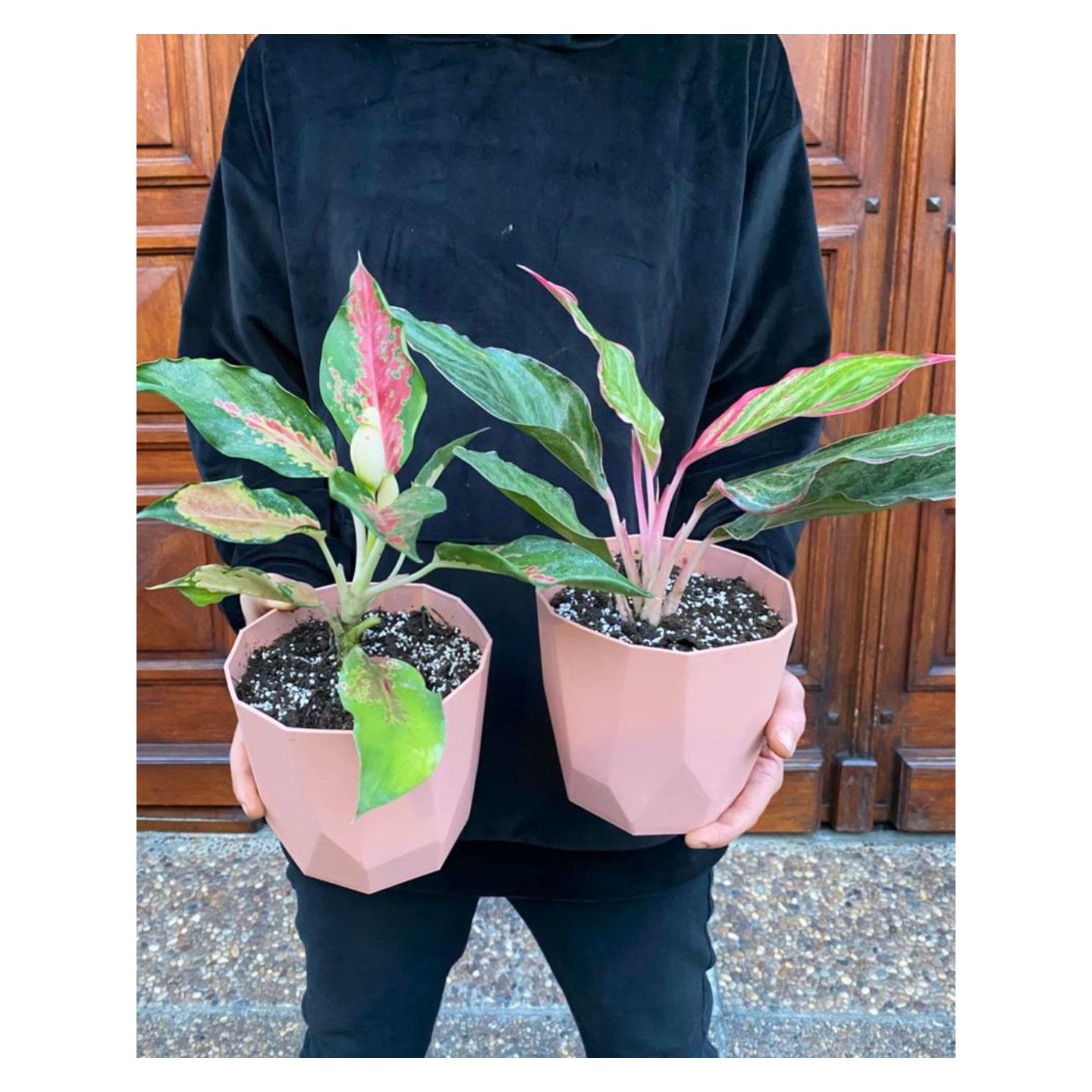 Aglaonema Pink