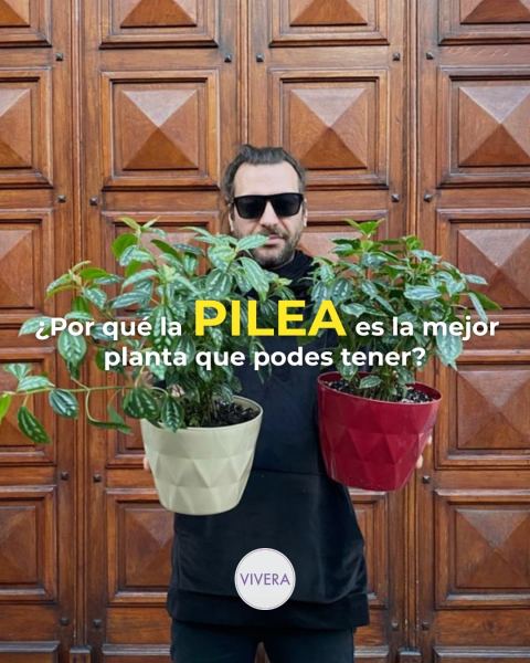 Pilea