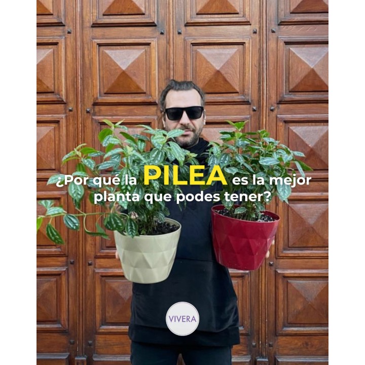Pilea