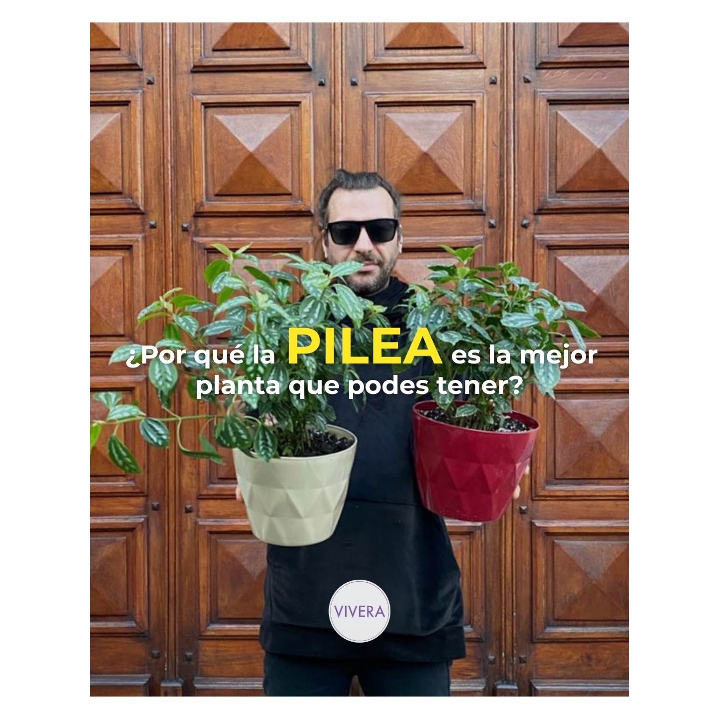 Pilea