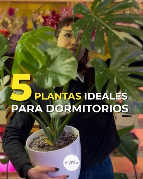 Plantas para el dormitorio