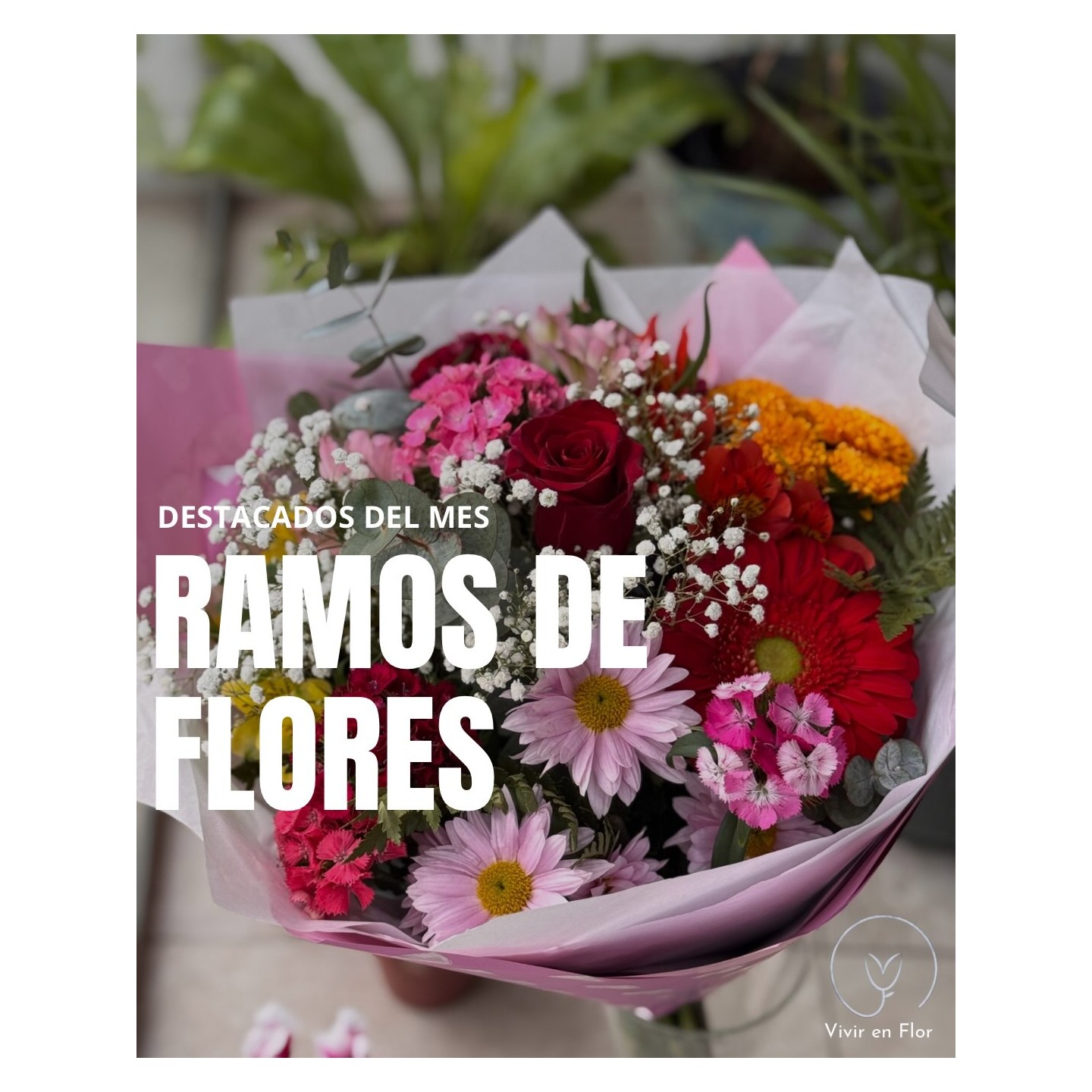 Ramos destacados del mes