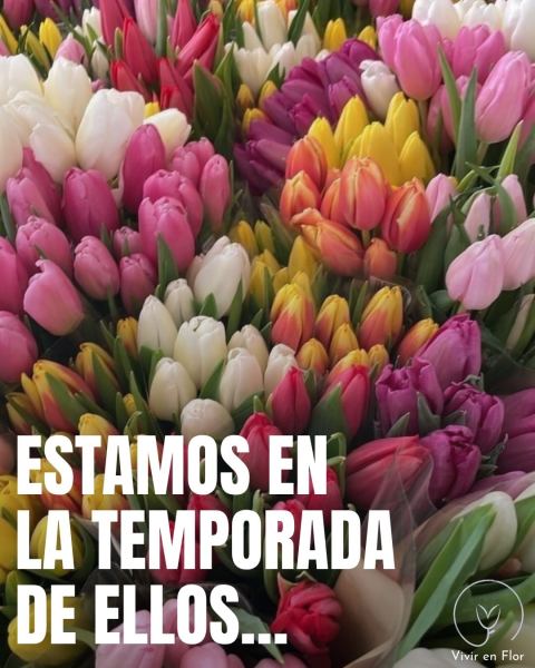Tulipanes de temporada