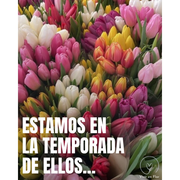 Tulipanes de temporada