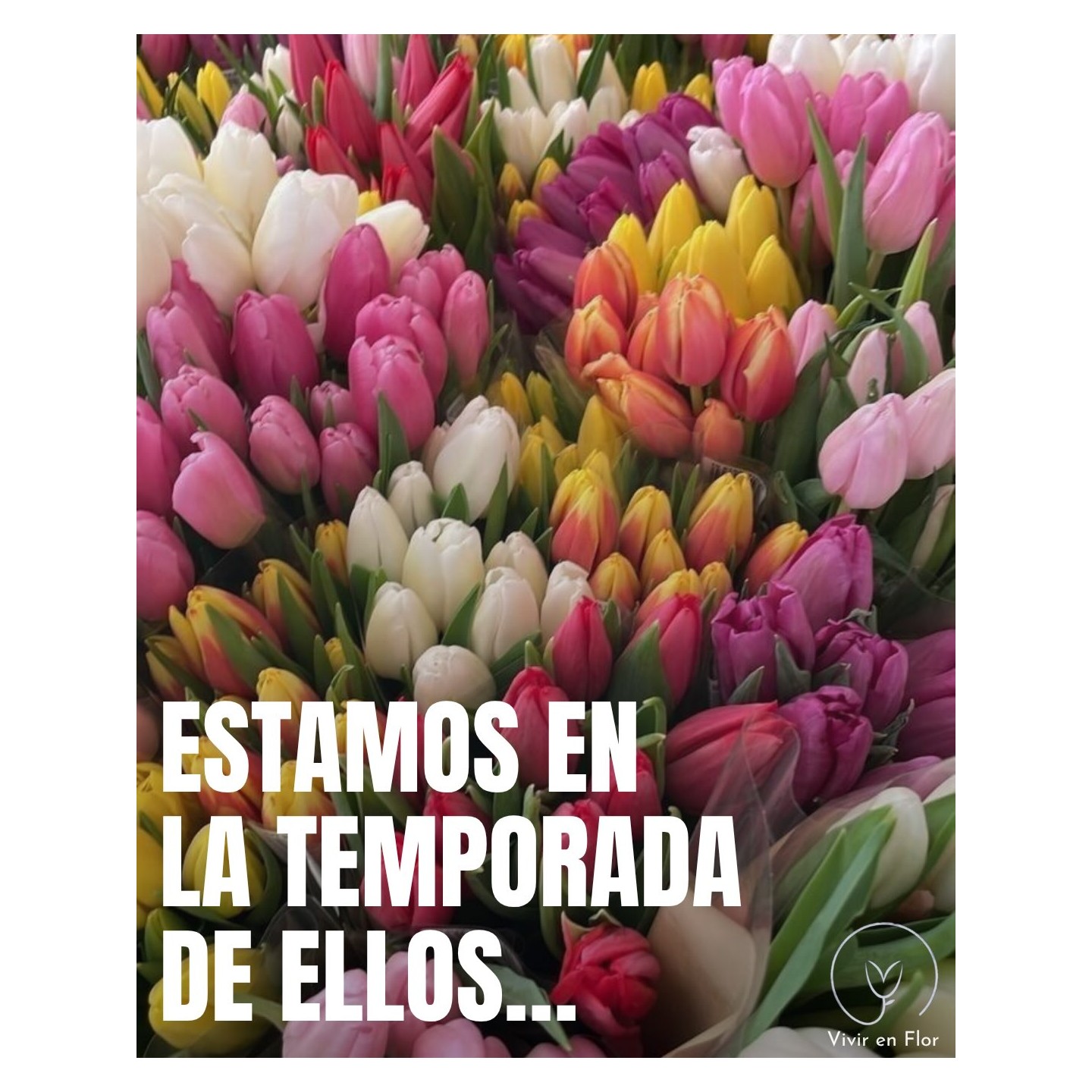 Tulipanes de temporada