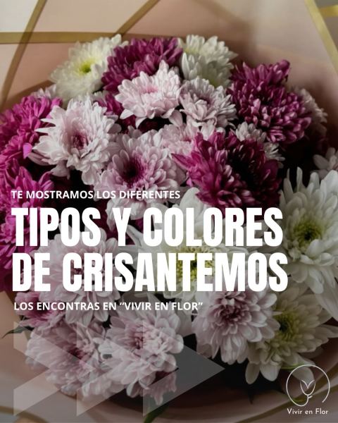 Crisantemos en variedad de colores y formas
