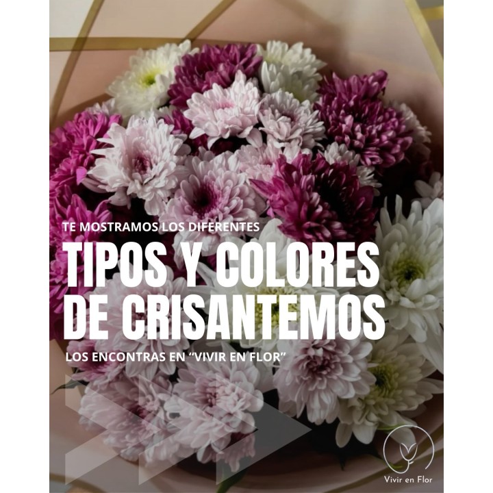 Crisantemos en variedad de colores y formas